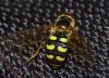 Eupeodes sp.